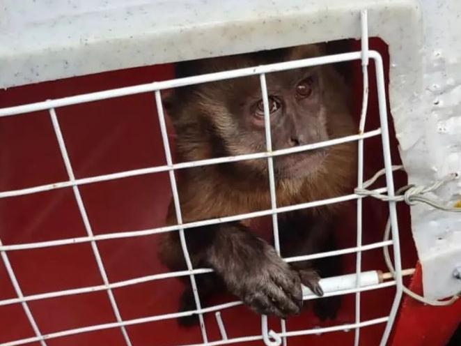 Bebê macaco causa tumulto em julgamento no Paquistão