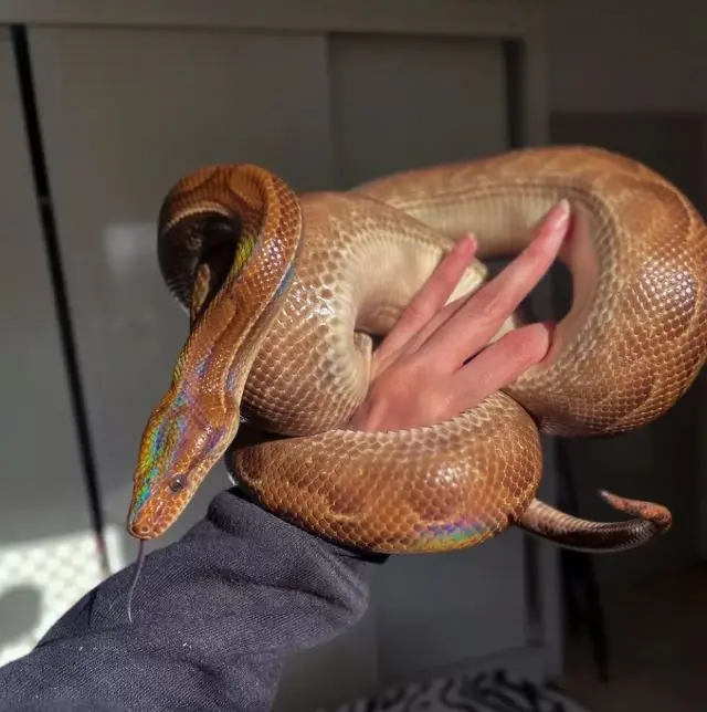 Imagem de uma jiboia