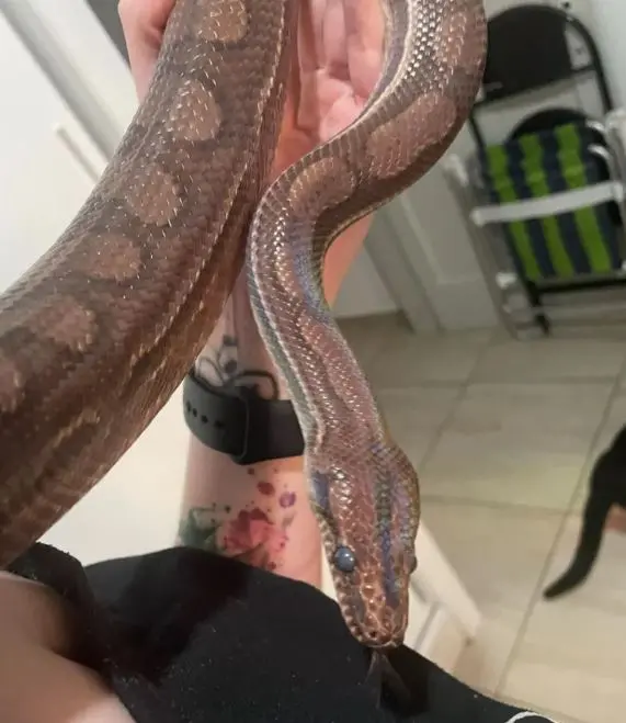 Imagem de cobra nos braços da dona