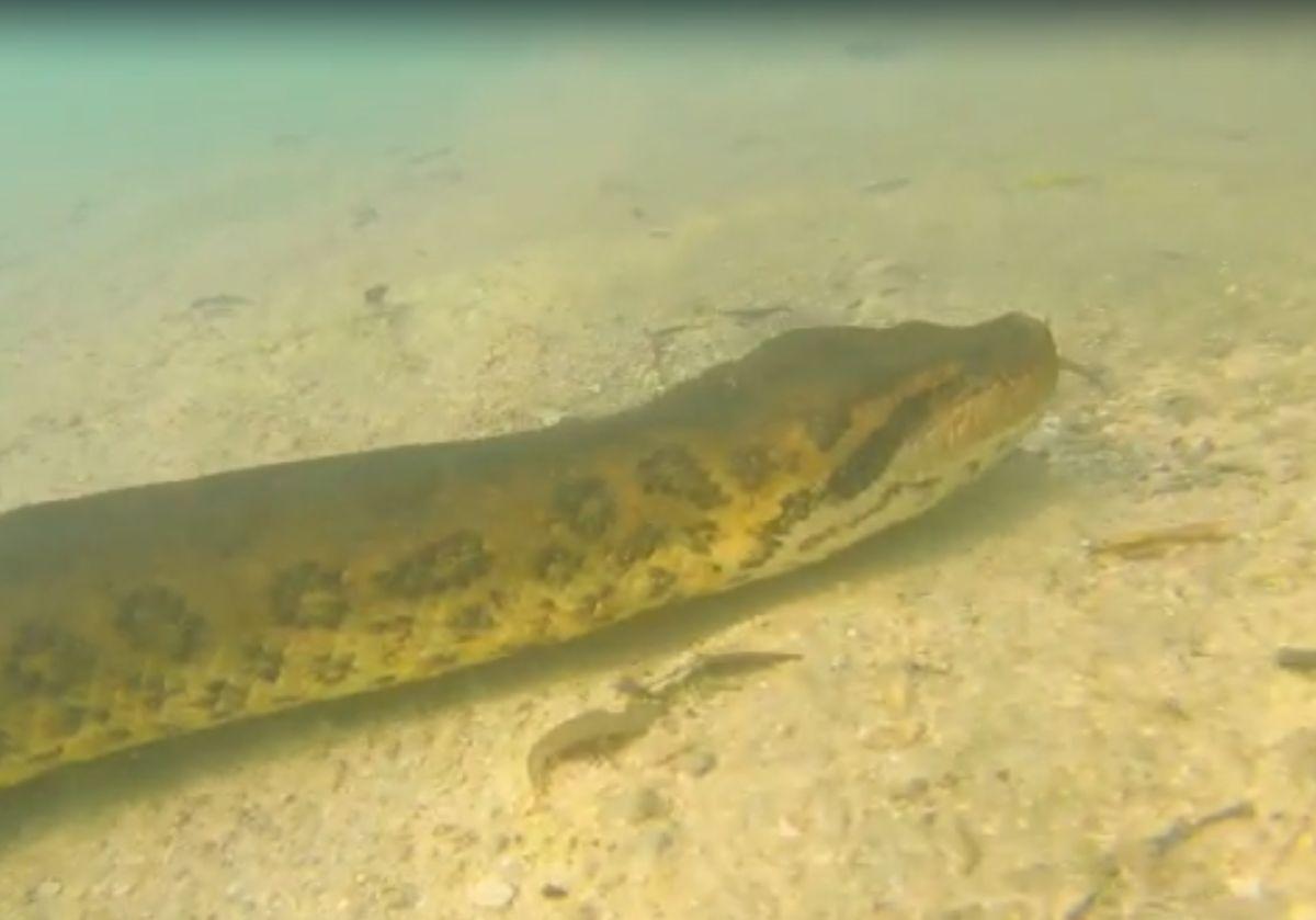 Biólogo que ficou 'cara a cara' com sucuri em MS lidera mergulhos para fotografar cobras há 15 anos - País - Diário do Nordeste