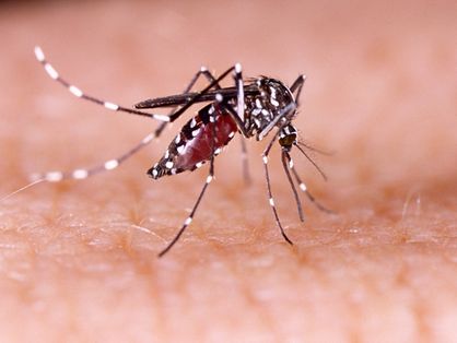 O mosquito Aedes aegypti em cima de uma pele humana.