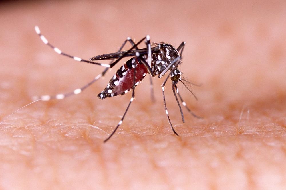 O mosquito Aedes aegypti em cima de uma pele humana.