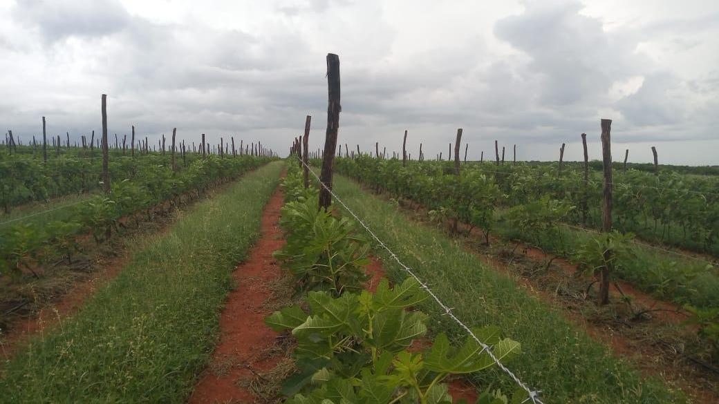 Doce tradição: produção de chimia de figo reúne gerações ao redor do tacho  na Serra