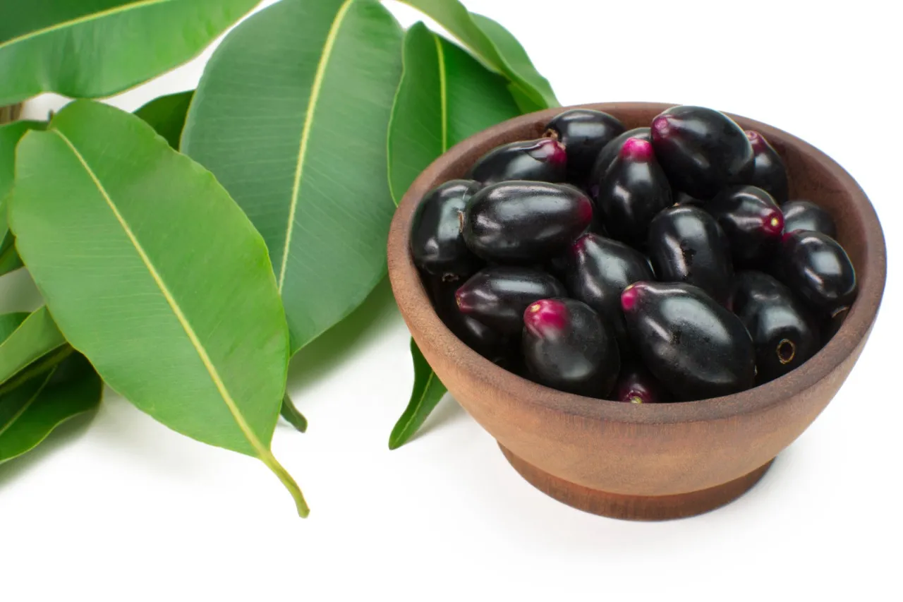 O jamelão é um fruto de uma árvore conhecida como Jambolão