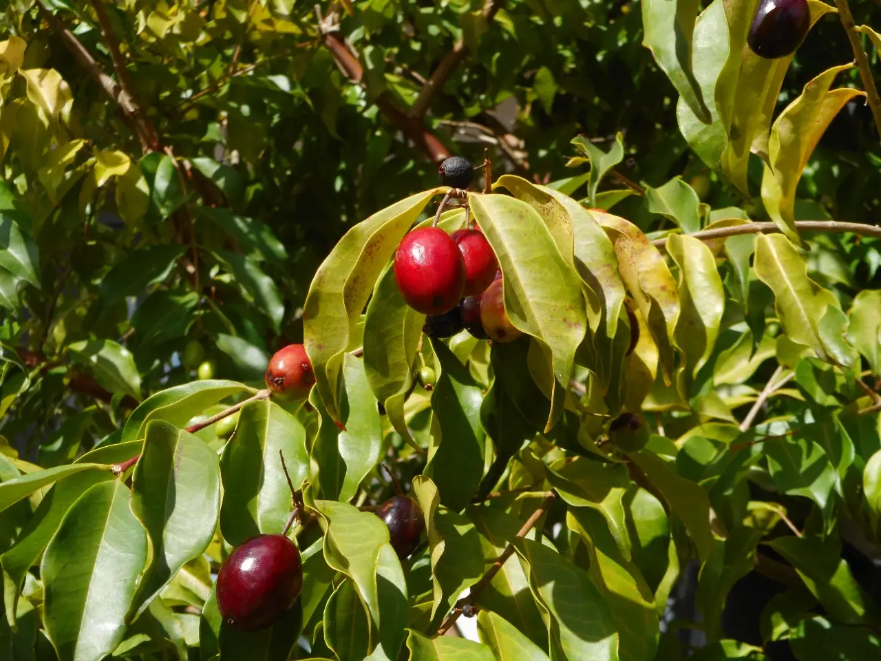 Imagem da fruta jamelão