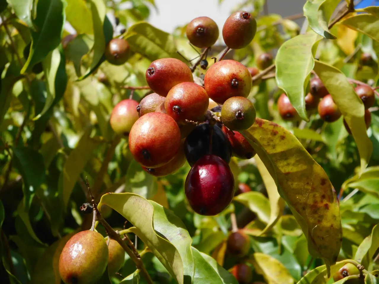Imagem da fruta jamelão