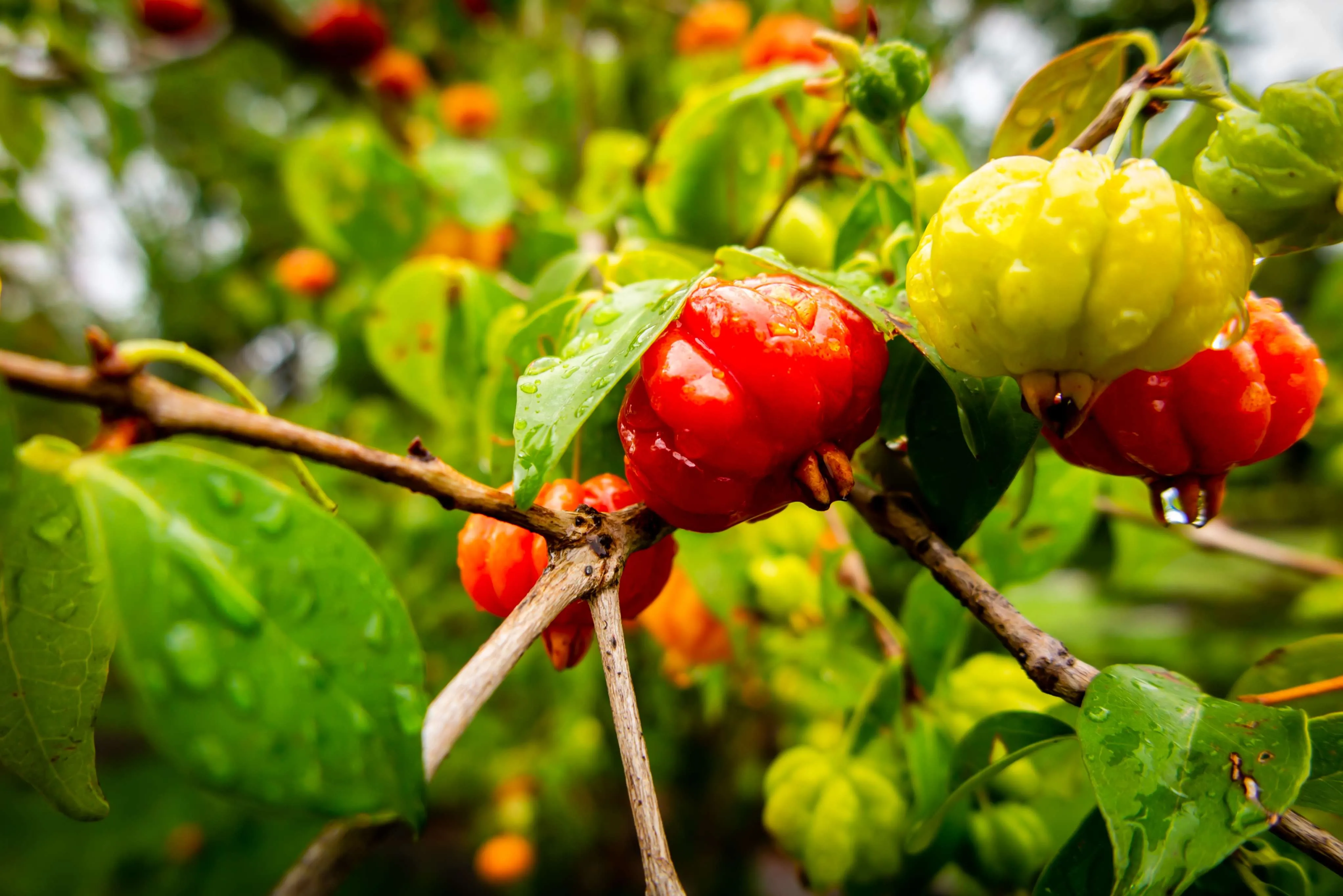 As podas da pitanga não devem ser realizadas durante as fases de florescimento e frutificação