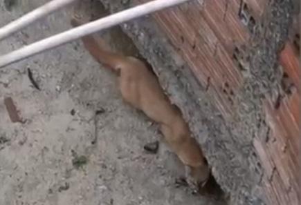 Onça-parda presa em poço aterrado.