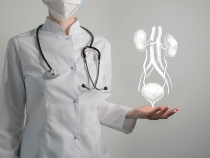 profissional de saúde carrega maquete do sistema urinário
