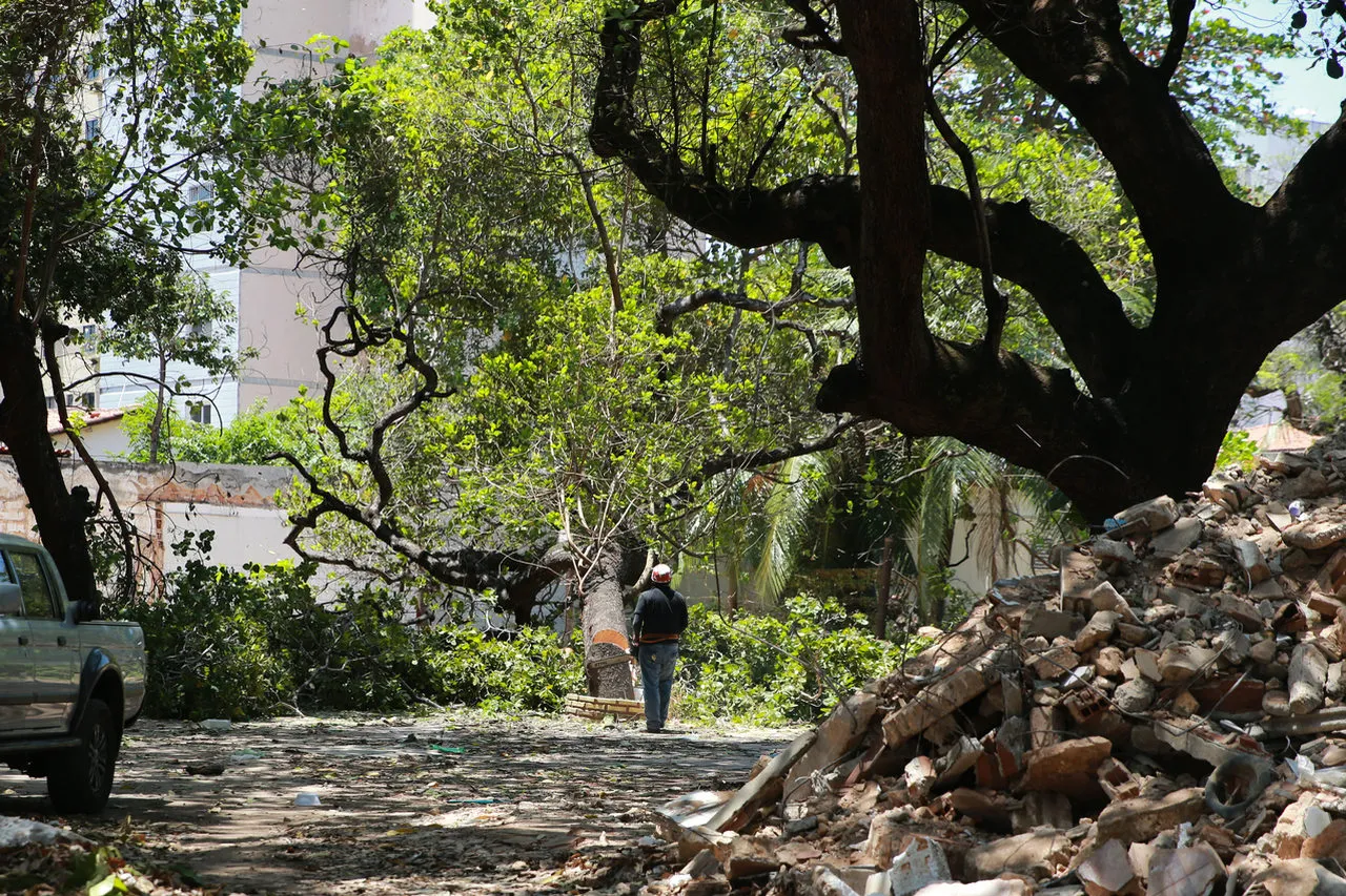 Corte de árvores cresceu nos últimos dois anos e avançou, inclusive, em áreas protegidas