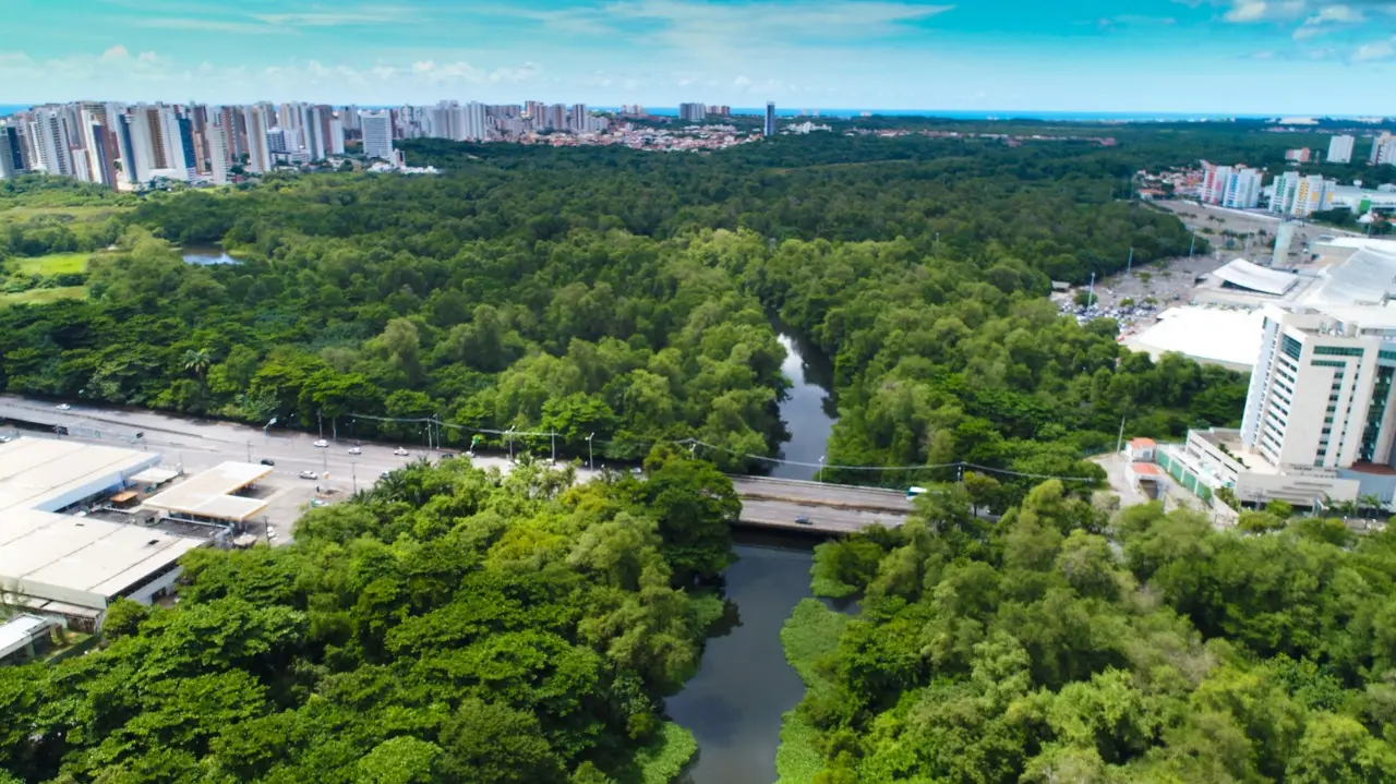 Derrubada de árvores