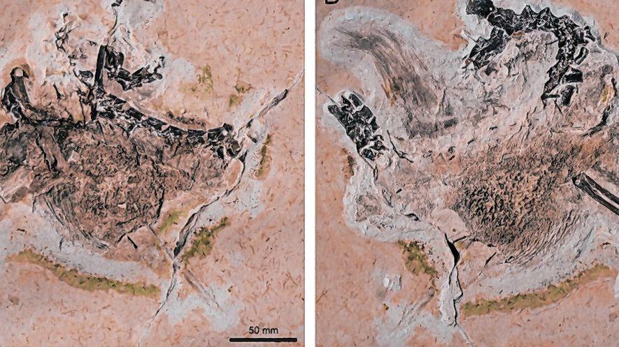 Fóssil do Ubirajara jubatus