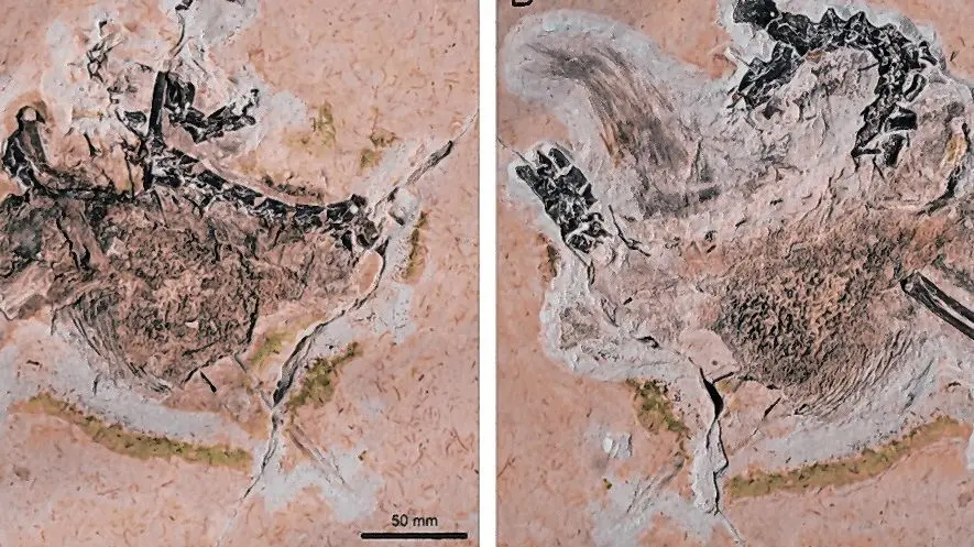 Fóssil do Ubirajara jubatus