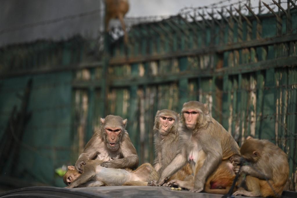 Bebê macaco causa tumulto em julgamento no Paquistão