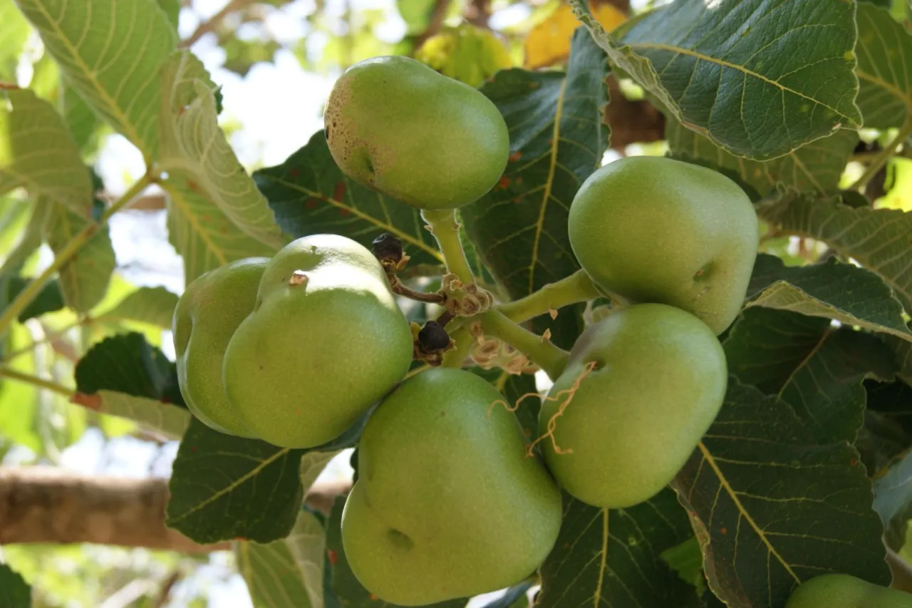 O pequi é uma fruta cujo tamanho se assemelha ao de uma maçã. É rico em vitaminas.