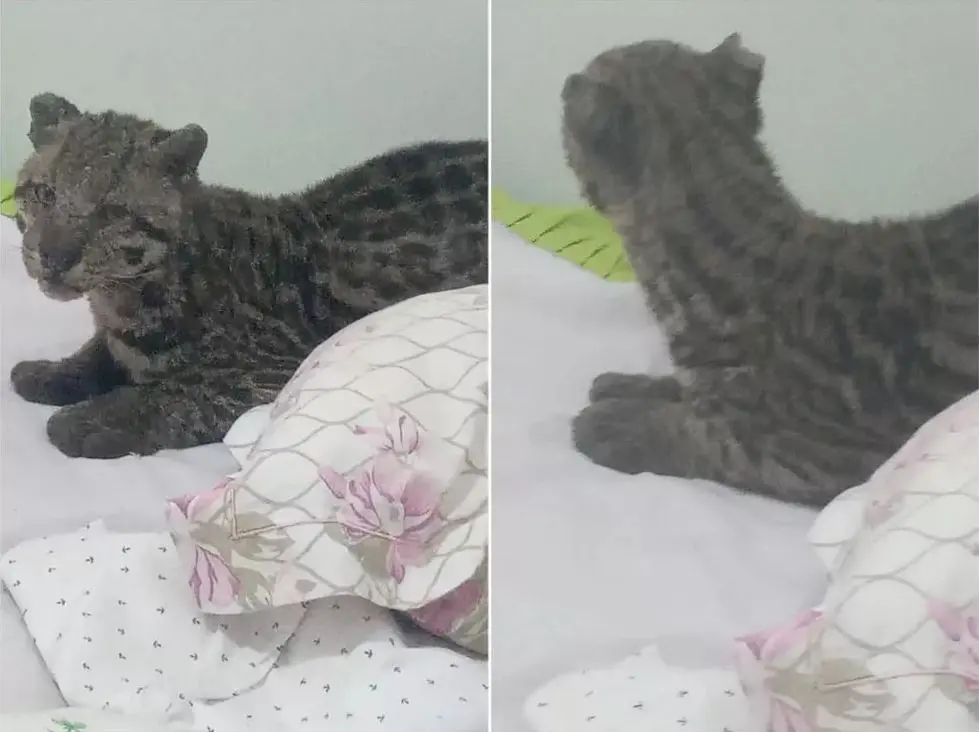 Jaguatirica no Mato Grosso do Sul