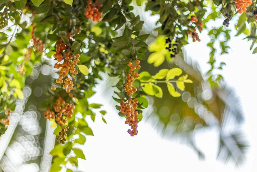 A planta possui frutos comestíveis e que são utilizados em geleias