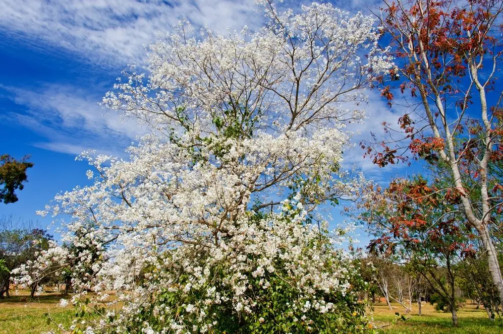 Plantas do gênero Campomanesia, comum nas áreas de Cerrado
