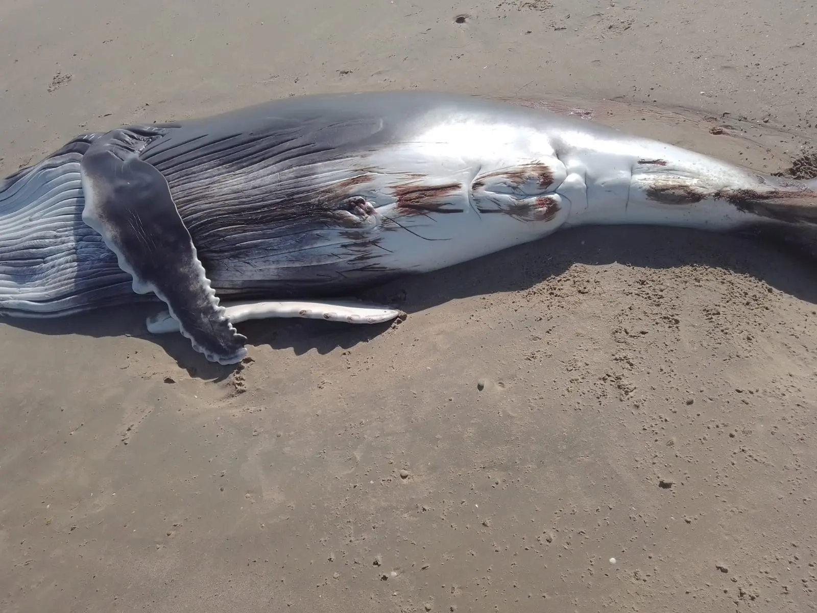 Filhote de baleia jubarte morto. Ele apresenta cortes na barriga.