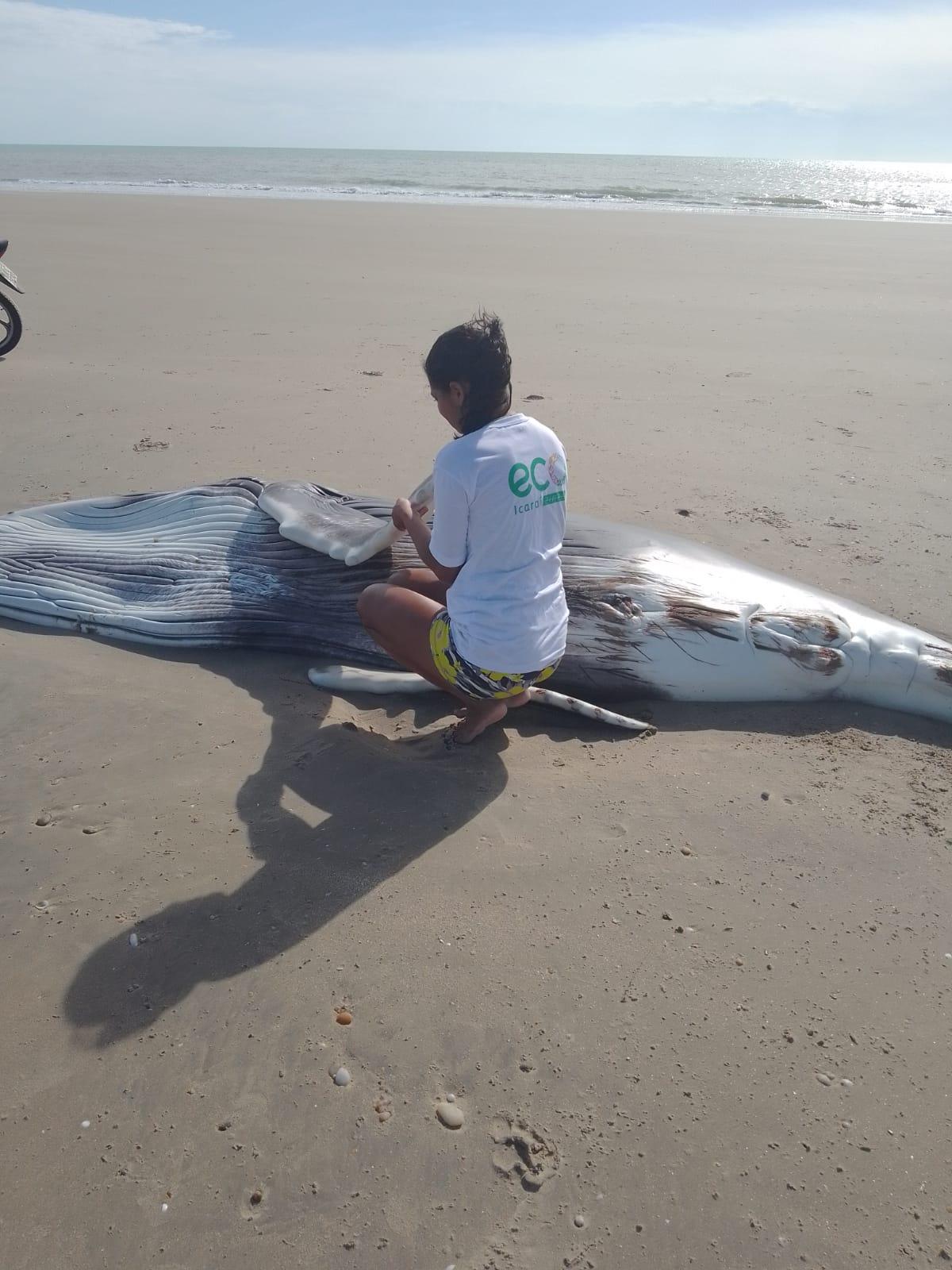 Profissional vinculada a uma instituição que resgata animais marinhos analisa a jubarte encontrada morta.