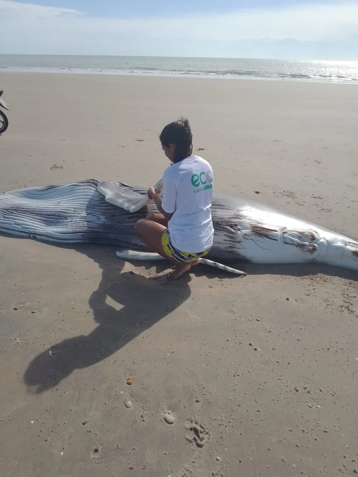 Entidades que resgatam animais marinhos é que podem fazer o manejo correto dos animais que encalham na praia.
