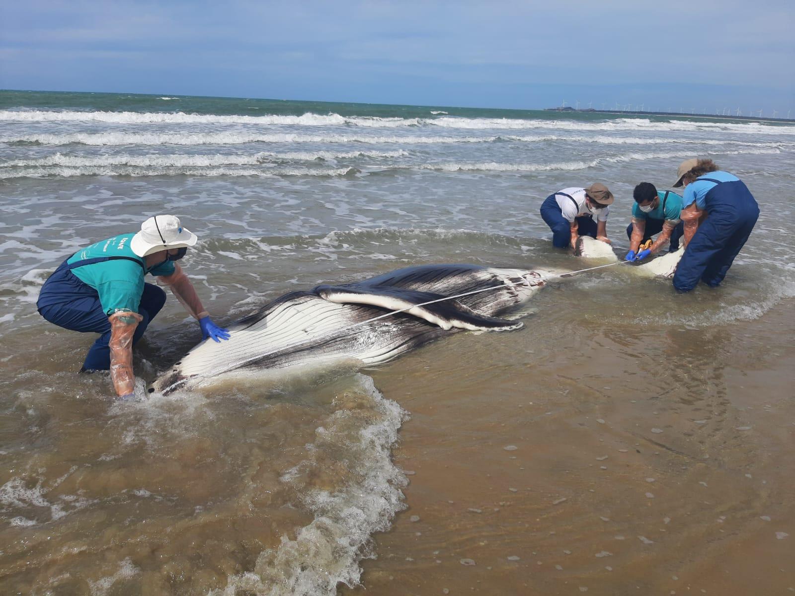 Profissionais da Aquasis retiram baleia da praia.