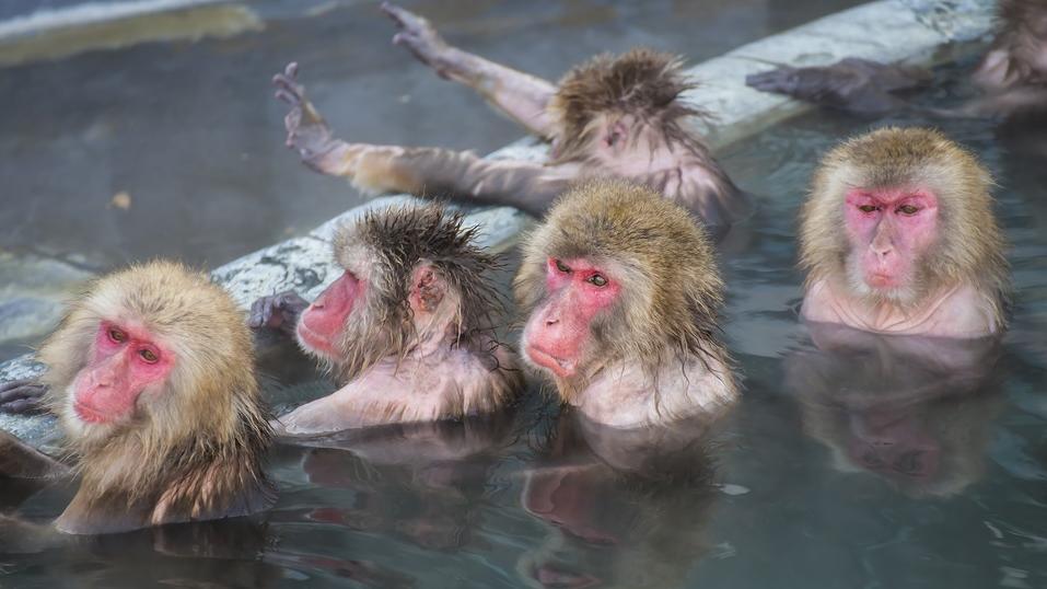 Macacos japoneses dentro d'água.