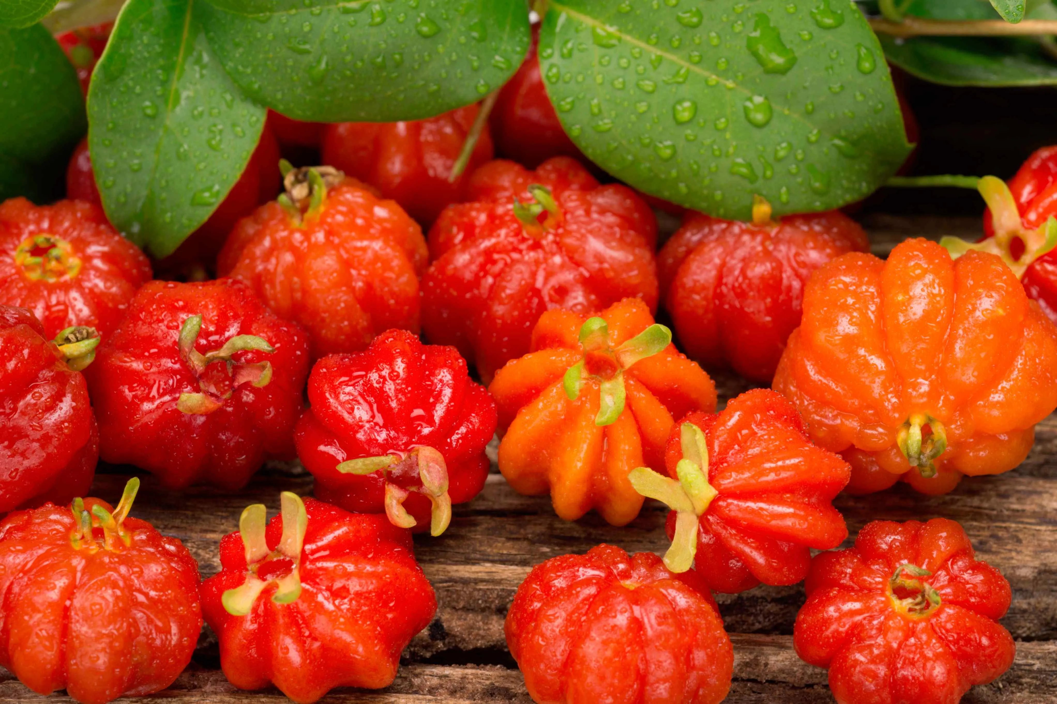 A pitangueira pode dar frutos duas vezes ao ano