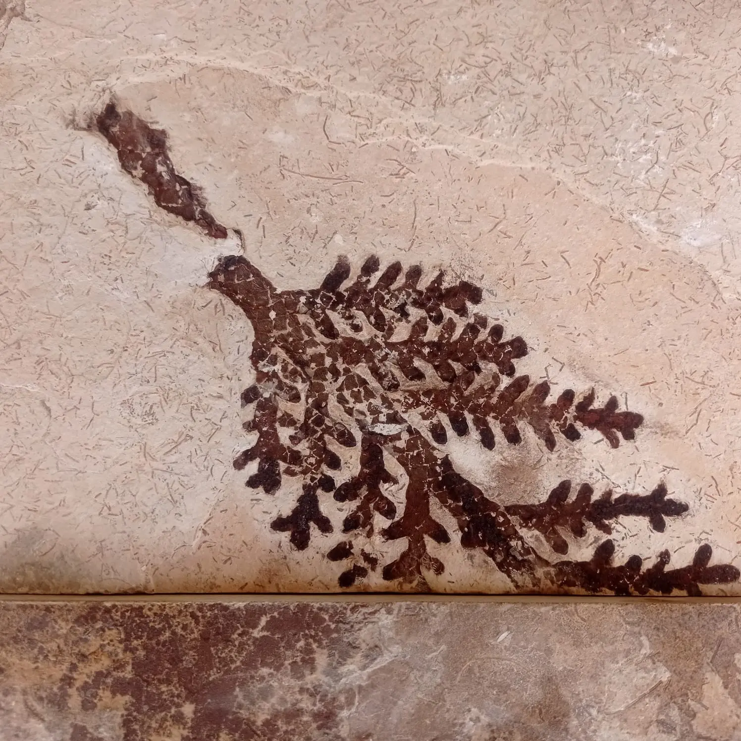 Fósseis roubados são devolvidos no interior do Ceará