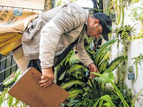 Agente de endemias checa plantas em uma casa.