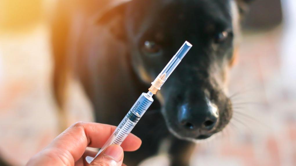 seringa de vacina e cachorro