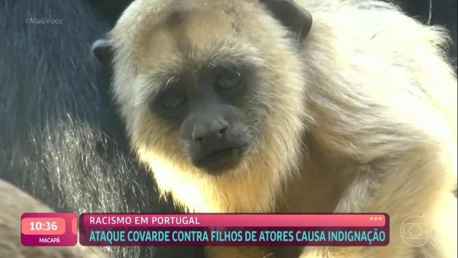 Macaco não tem direitos autorais sobre selfie, diz Justiça dos EUA