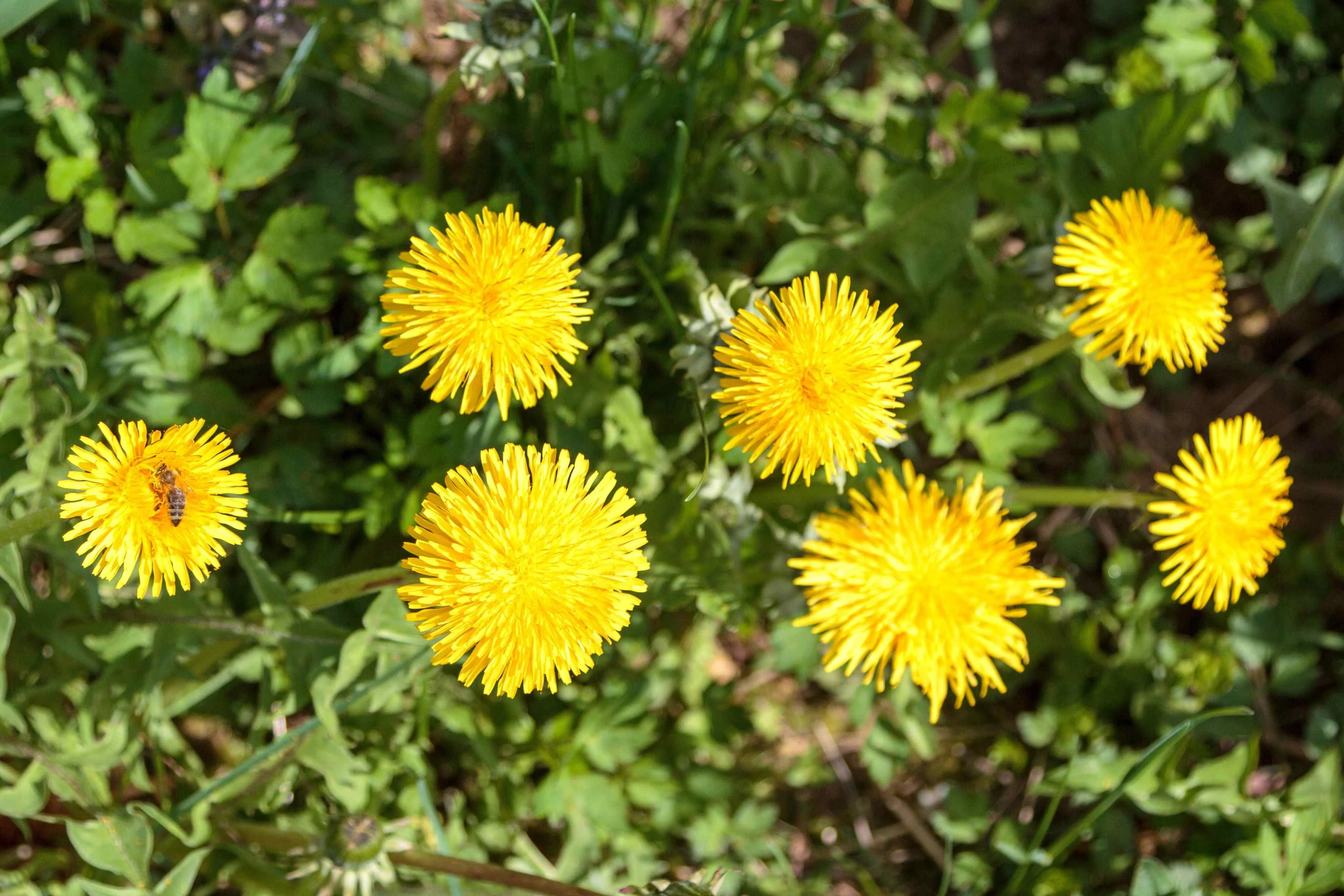 O dente-de-leão é encontrado amarelo durante a fase da floração da planta