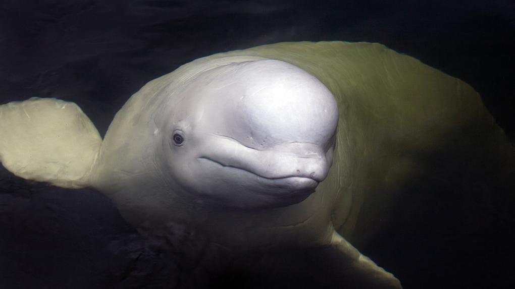 Imagem de uma amigável baleia beluga de perto