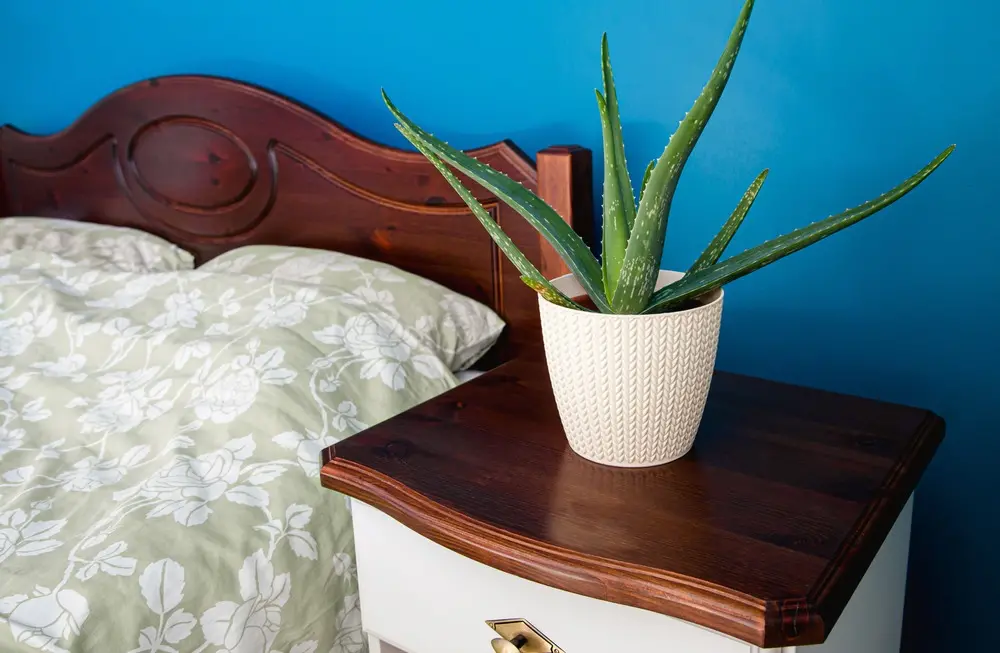 Uma babosa plantada em um vaso branco sobre uma mesa de madeira ao lado de uma cama.