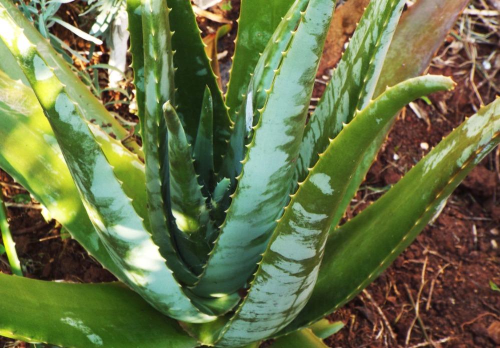 A espécie Aloe Vera plantada no solo.