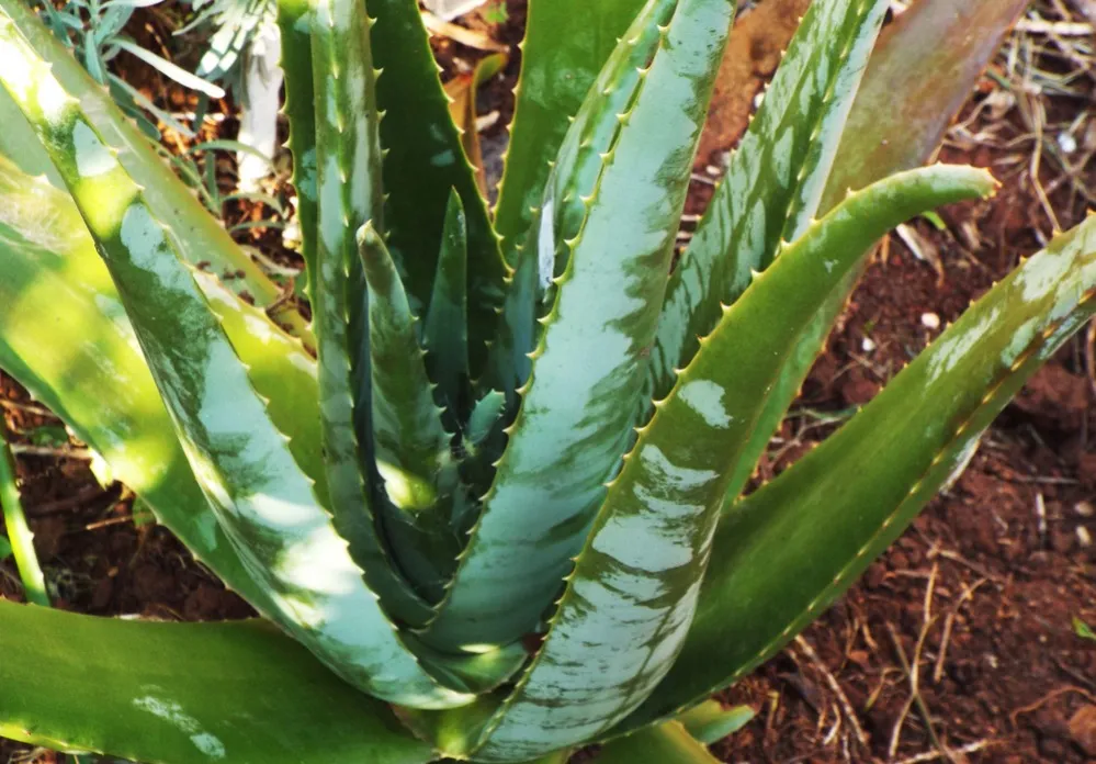 A Aloe Vera é popularmente chamada de babosa.
