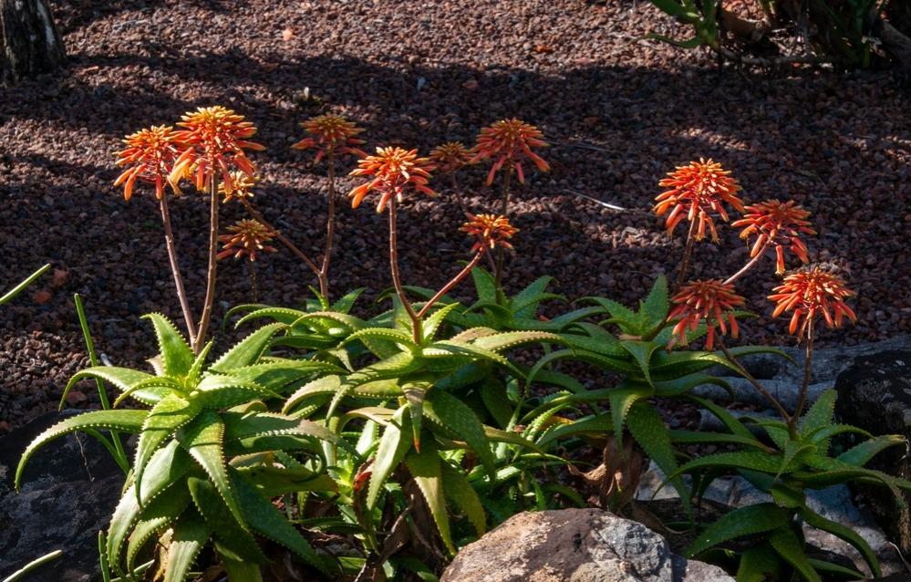 Aloe Maculata é uma espécie de Aloe. Ela tem as pontas vermelhas.