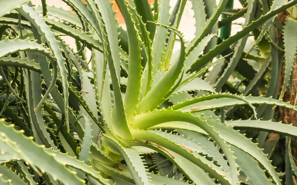A Aloe Arborescens é uma das maiores espécies.