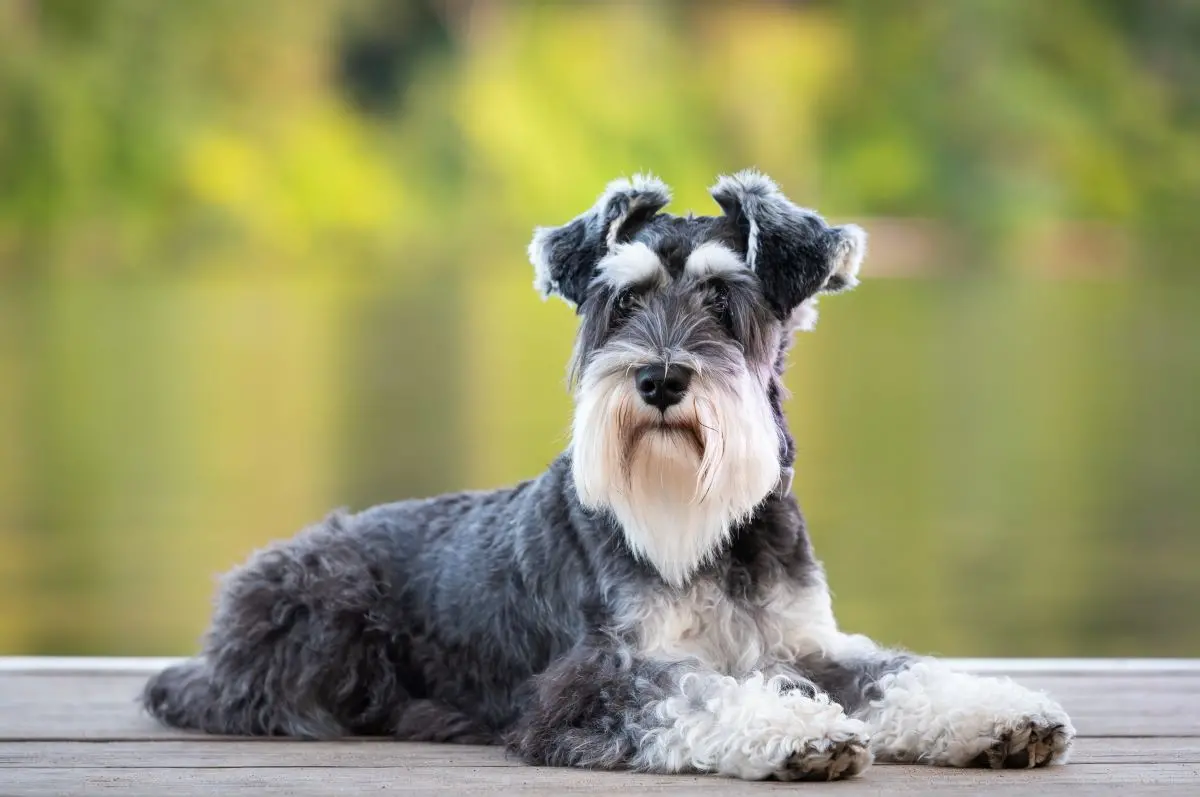 cachorro da raça schnauzer