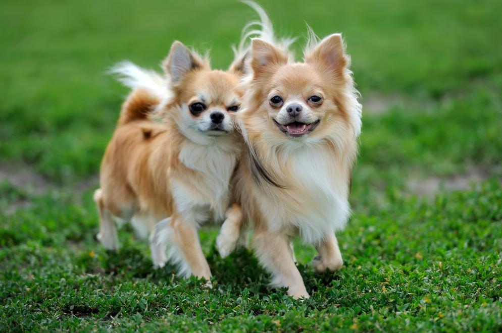 Dois cachorros da raça chihuahua na grama