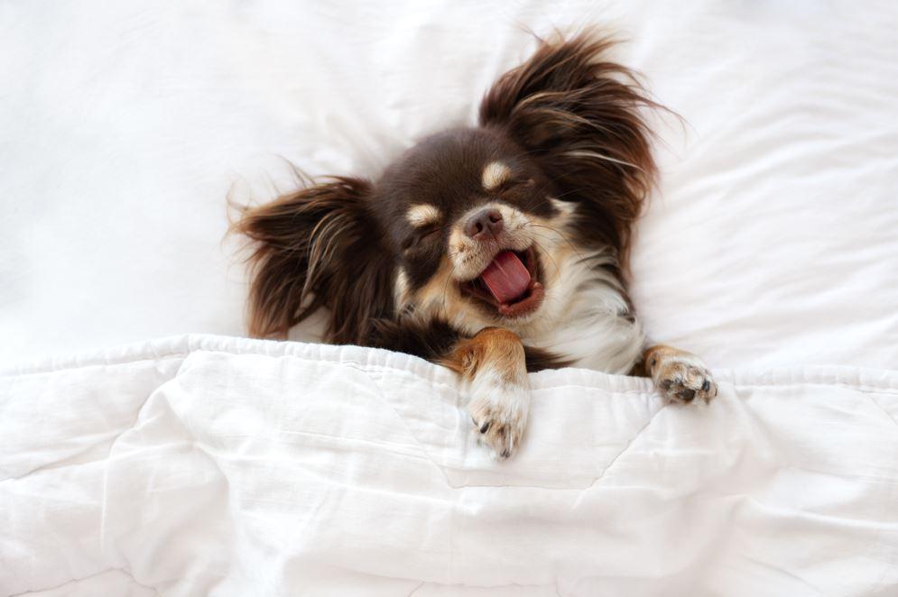 Cão chihuahua na cama