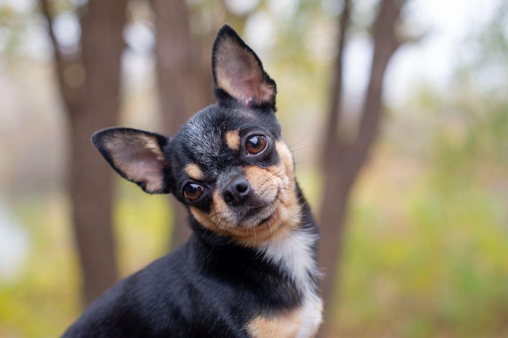 Chihuahua de pelo curto