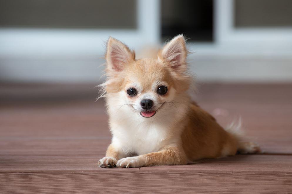 Chihuahua de pelo longo