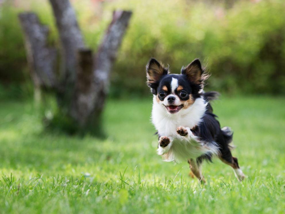 Cachorro chihuahua correndo na grama
