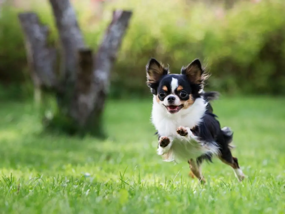 Cachorro chihuahua correndo na grama