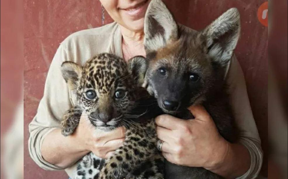 IOP multado em Goiás por maus-tratos a animais