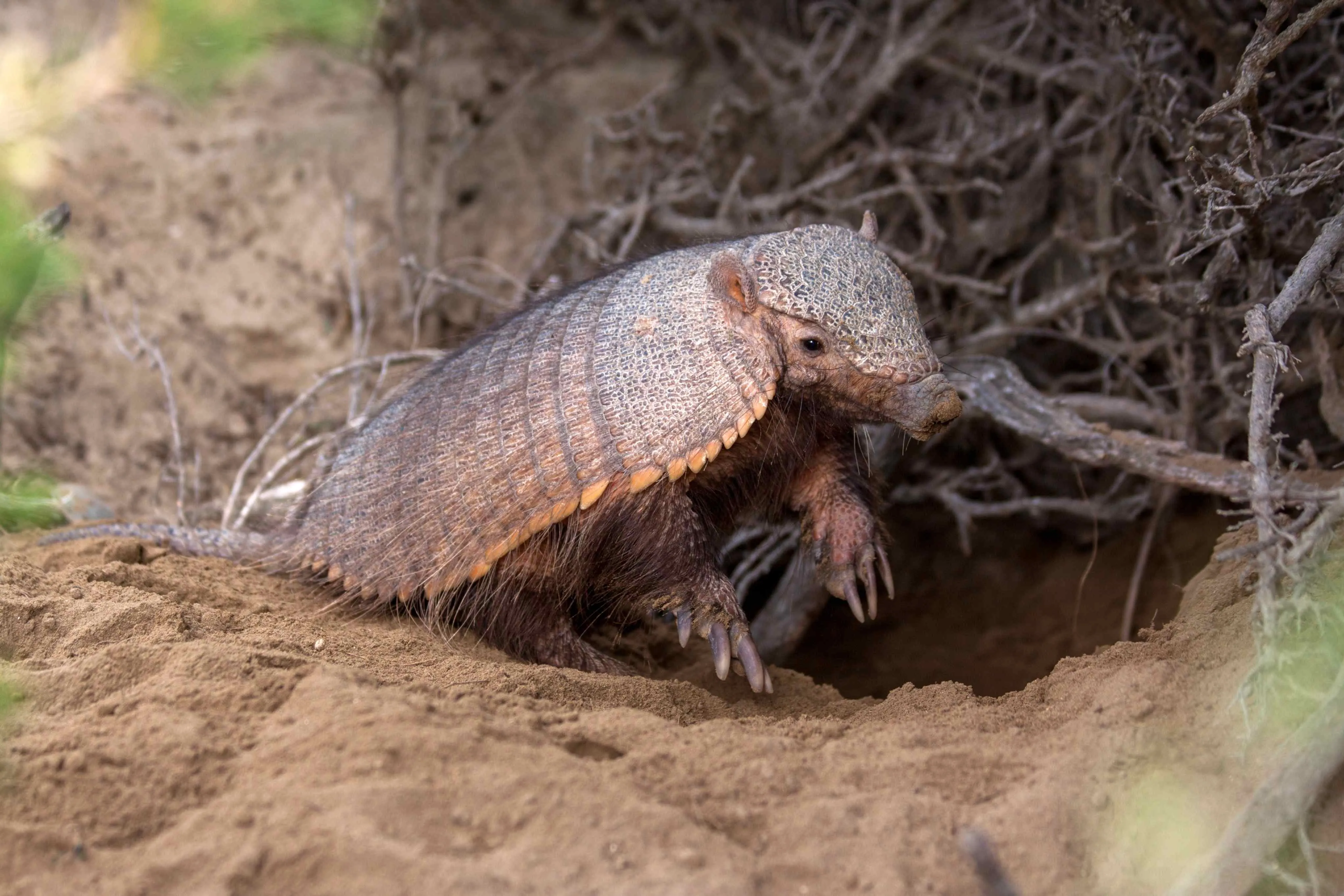 Animal não transmite a doença para humanos