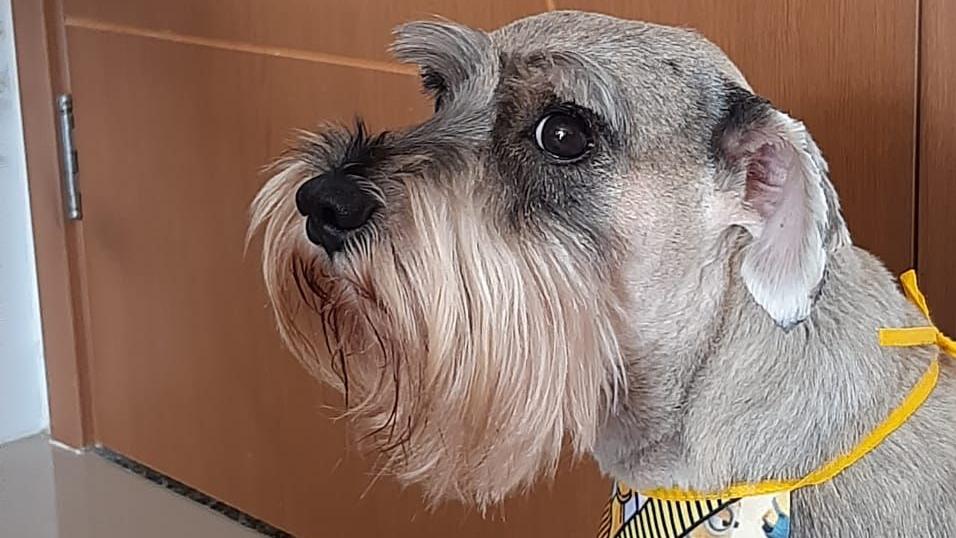 Dug é um cãozinho cinza, de oito anos de idade, da raça schnauzer. Na foto, ele está de lado, de boca fechada, e usa um avental dos minions.