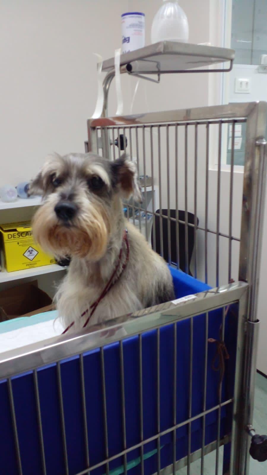 Dug é um cachorro cinza da raça schnauzer. Ele está numa clínica veterinária fazendo hemodiálise.